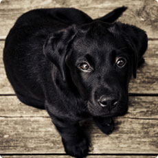 电话轰在线网页版入口