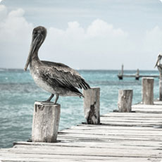 在线短信轰炸软件